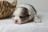 Violet - Merle CKC, a female Chihuahua for sale in Fannett, TX – Photo 3 of 7