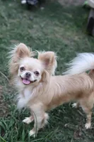 Blondie, a female Chihuahua for sale in Beaumont, TX – 4 of 4