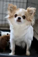 Jasmine - Teacup, a female Chihuahua for sale in Fannett, TX – Photo 9 of 10