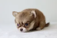 Jasmine - Teacup, a female Chihuahua for sale in Fannett, TX – Photo 5 of 10