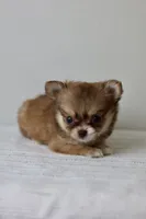 Jasmine - Teacup, a female Chihuahua for sale in Fannett, TX – Photo 4 of 10