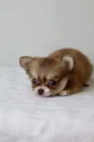 Jasmine - Teacup, a female Chihuahua for sale in Fannett, TX – Photo 6 of 10