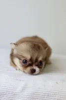 Jasmine - Teacup, a female Chihuahua for sale in Fannett, TX – Photo 3 of 10