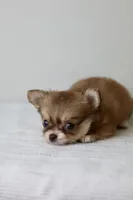 Jasmine - Teacup, a female Chihuahua for sale in Fannett, TX – Photo 2 of 10