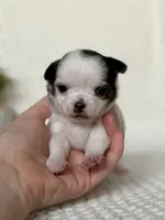 Gamora , a female Chihuahua for sale in Beaumont, TX – 5 of 8