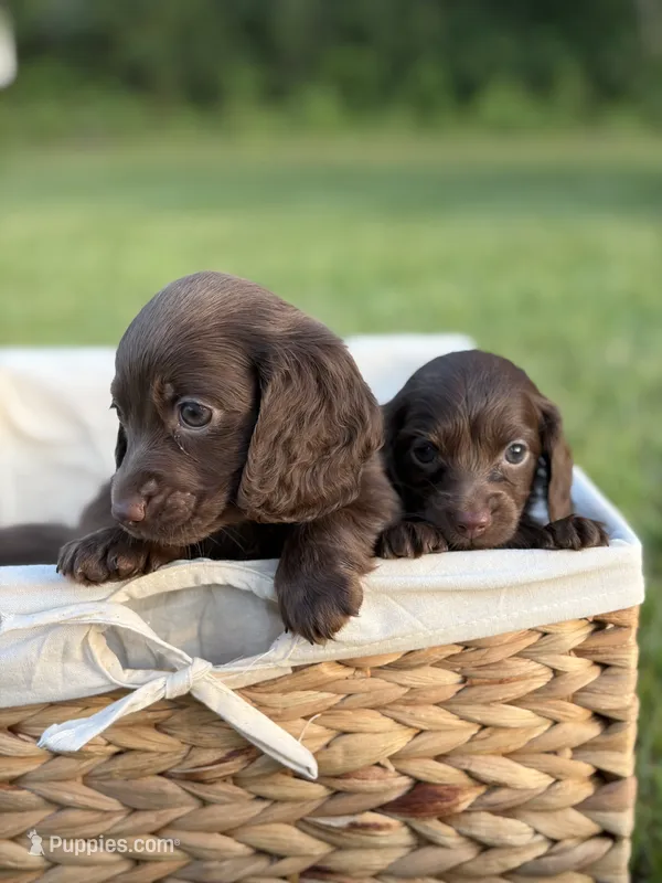 Shasta , a female Miniature Dachshund for sale in Beaumont, TX – 1 of 2