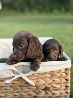 Shasta , a female Miniature Dachshund for sale in Beaumont, TX – 1 of 2