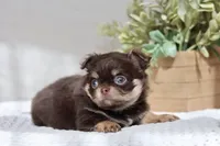 AKC Brody, a male Chihuahua for sale in Beaumont, TX – 4 of 10