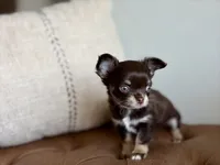 Astro, a  Chihuahua for sale in Beaumont, TX – 4 of 5