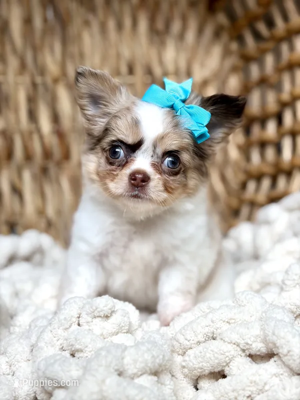 Blair  – Chihuahua puppy for sale in Beaumont, TX