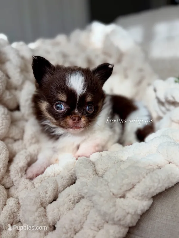 Bentley - Tiny – Chihuahua puppy for sale in Beaumont, TX