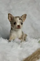 Mina, a female Chihuahua for sale in Fannett, TX – Photo 1 of 6