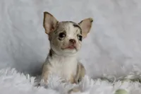 Mina, a female Chihuahua for sale in Fannett, TX – Photo 6 of 6