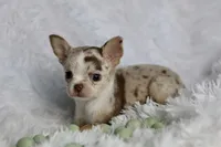 Mina, a female Chihuahua for sale in Fannett, TX – Photo 5 of 6