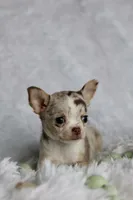 Mina, a female Chihuahua for sale in Fannett, TX – Photo 3 of 6