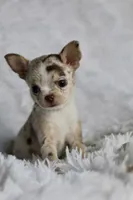 Mina, a female Chihuahua for sale in Fannett, TX – Photo 2 of 6