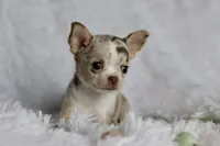 Mina, a female Chihuahua for sale in Fannett, TX – Photo 4 of 6