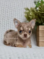 Blossom, a female Chihuahua for sale in Beaumont, TX – 2 of 4