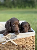 Shasta , a female Miniature Dachshund for sale in Beaumont, TX – 2 of 2