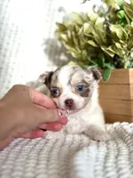 Rosie , a female Chihuahua for sale in Beaumont, TX – 3 of 10