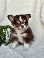 Dutch, a male Chihuahua for sale in Beaumont, TX – 6 of 6