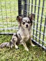 Remi - Spayed, a female Chihuahua for sale in Beaumont, TX – 2 of 3