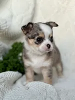AKC Pixie , a female Chihuahua for sale in Beaumont, TX – 6 of 6