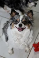 Hazel , a female Chihuahua for sale in Beaumont, TX – 7 of 7