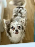 Nira - Spayed , a female Chihuahua for sale in Beaumont, TX – 3 of 3