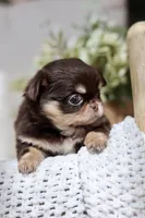 AKC Flash , a male Chihuahua for sale in Beaumont, TX – 8 of 9