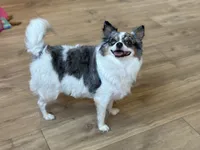 Hazel , a female Chihuahua for sale in Beaumont, TX – 3 of 7
