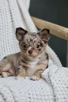 Rowdy, a male Chihuahua for sale in Beaumont, TX – 2 of 10