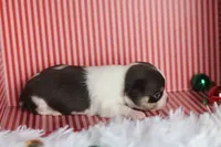 Ranger, a male Chihuahua for sale in Fannett, TX – Photo 4 of 7