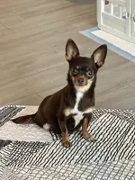 Ranger, a male Chihuahua for sale in Fannett, TX – Photo 6 of 7