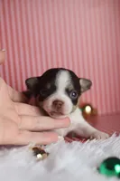 Ranger, a male Chihuahua for sale in Fannett, TX – Photo 5 of 7