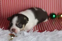 Ranger, a male Chihuahua for sale in Fannett, TX – Photo 2 of 7