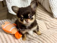 IMPORT Flash , a male Chihuahua for sale in Beaumont, TX – 3 of 3