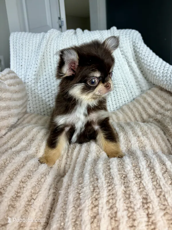 IMPORT AKC Rory – Chihuahua puppy for sale in Beaumont, TX