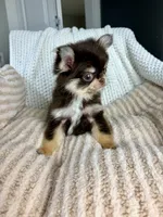 IMPORT AKC Rory, a male Chihuahua for sale in Beaumont, TX – 1 of 6