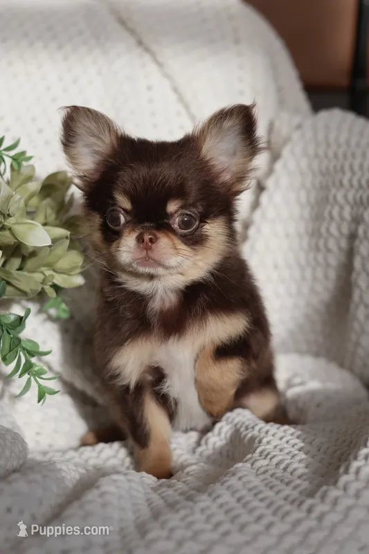 IMPORT Flash  – Chihuahua puppy for sale in Beaumont, TX