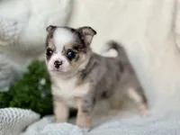 AKC Pixie , a female Chihuahua for sale in Beaumont, TX – 3 of 6