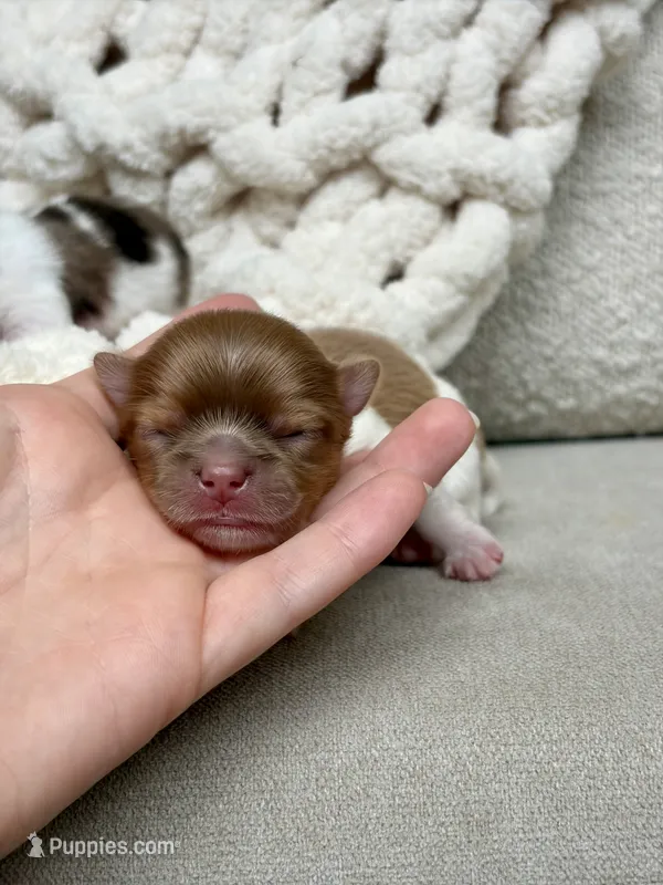 Max – Chihuahua puppy for sale in Beaumont, TX