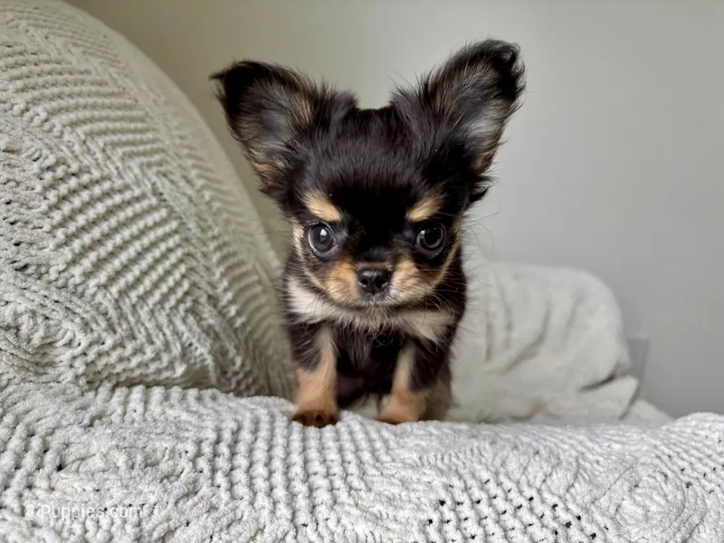 Milo – Chihuahua puppy for sale in Beaumont, TX