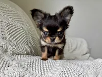Milo, a male Chihuahua for sale in Beaumont, TX – 1 of 6