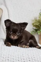 Maverick, a male Chihuahua for sale in Beaumont, TX – 2 of 6
