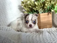 Rosie , a female Chihuahua for sale in Beaumont, TX – 7 of 10