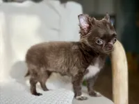 Belle , a female Chihuahua for sale in Beaumont, TX – 5 of 8