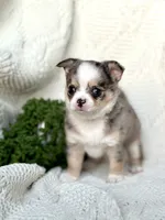 AKC Pixie , a female Chihuahua for sale in Beaumont, TX – 2 of 6