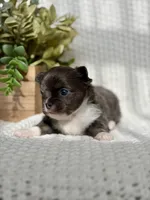 Blue , a male Chihuahua for sale in Beaumont, TX – 8 of 8