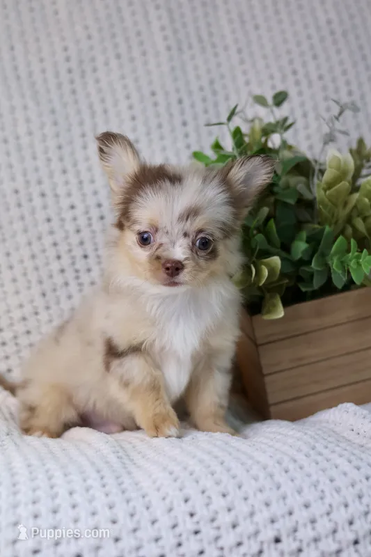 Elvis  – Chihuahua puppy for sale in Beaumont, TX